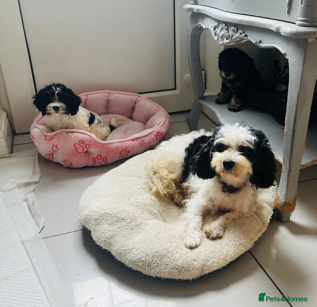 Cavapoo dogs for sale: Cavapoo female puppy - health tested - Image 5
