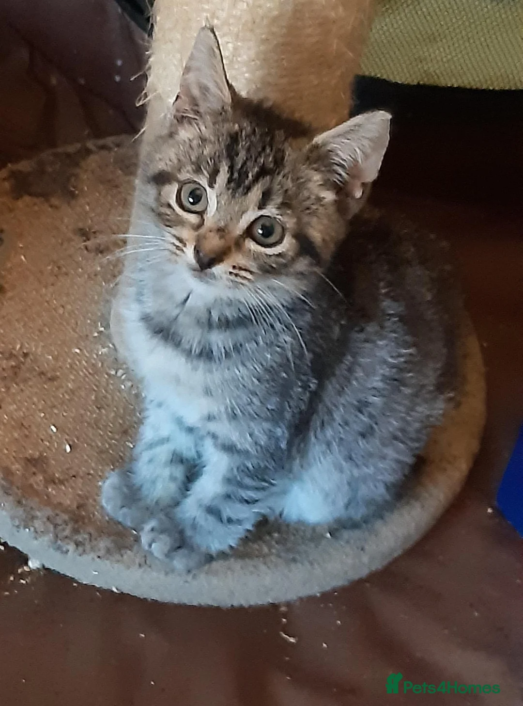 Mixed Breed cats for adoption: Gorgeous rescue kittens - Advert 2