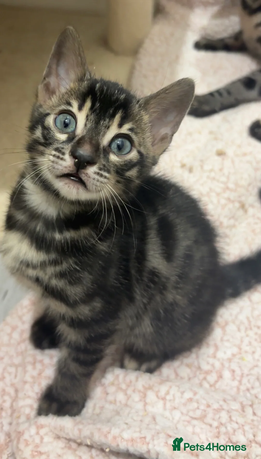 Bengal cats for sale: 🌟Pedigree bengal kittens🌟 - Advert 5