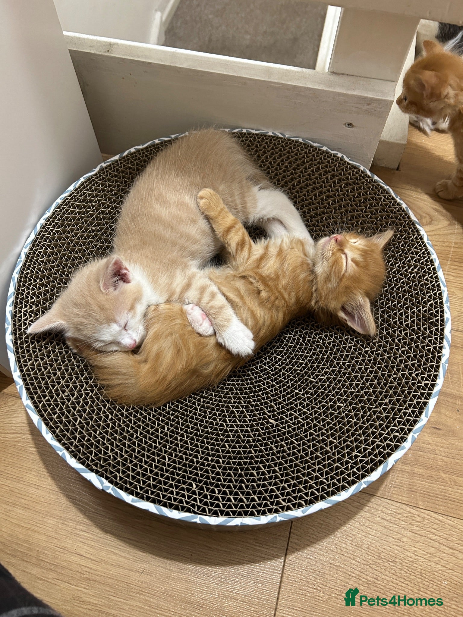 Mixed Breed cats 4 lovely mixed colour kittens - Advert 20