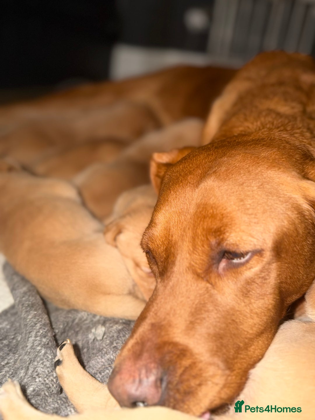 Labrador Retriever dogs for sale: Fox Red Labrador pups  - Advert 8