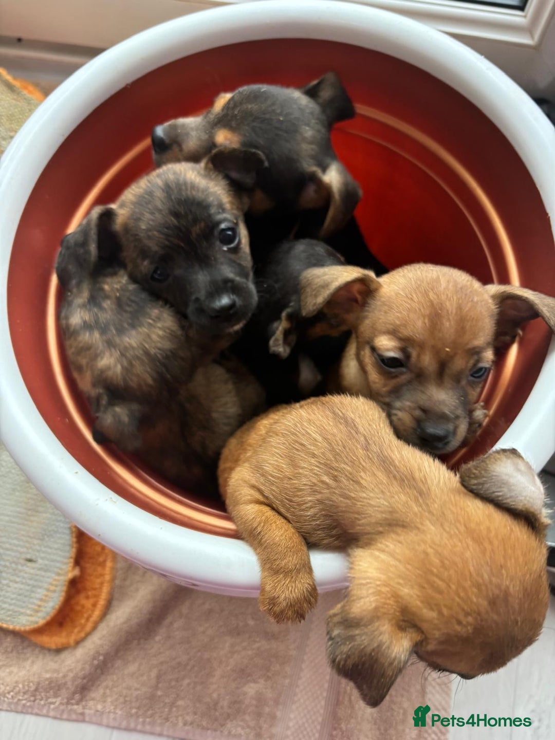 Jack Russell dogs for sale: Beautiful jack russells - Advert 10