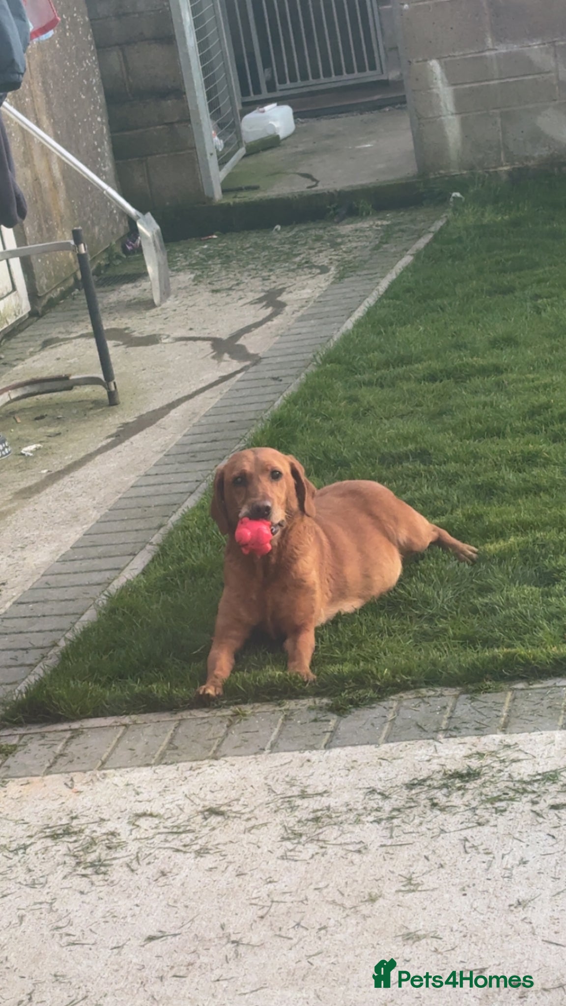 Springador dogs Adorable Black Speingador Puppies - Advert 2