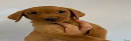 Labrador Retriever dogs for sale: Fox Red Labrador Puppies for sale - Advert 7