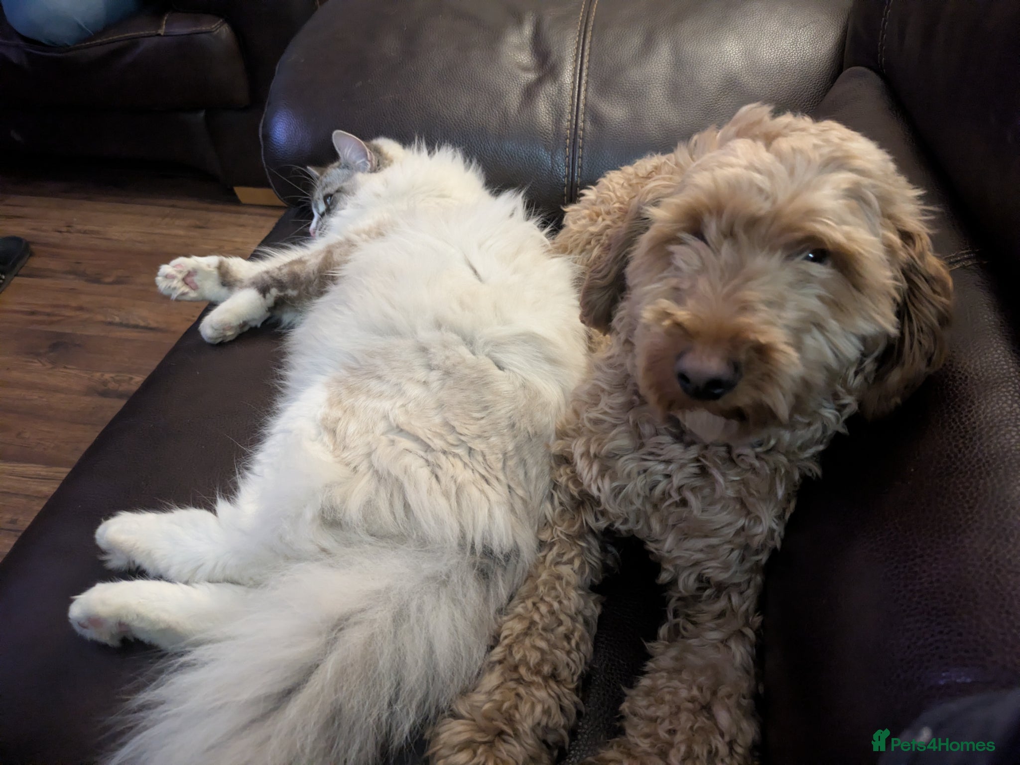 Cockapoo dogs 1 year old cockapoo male for sale - Advert 7