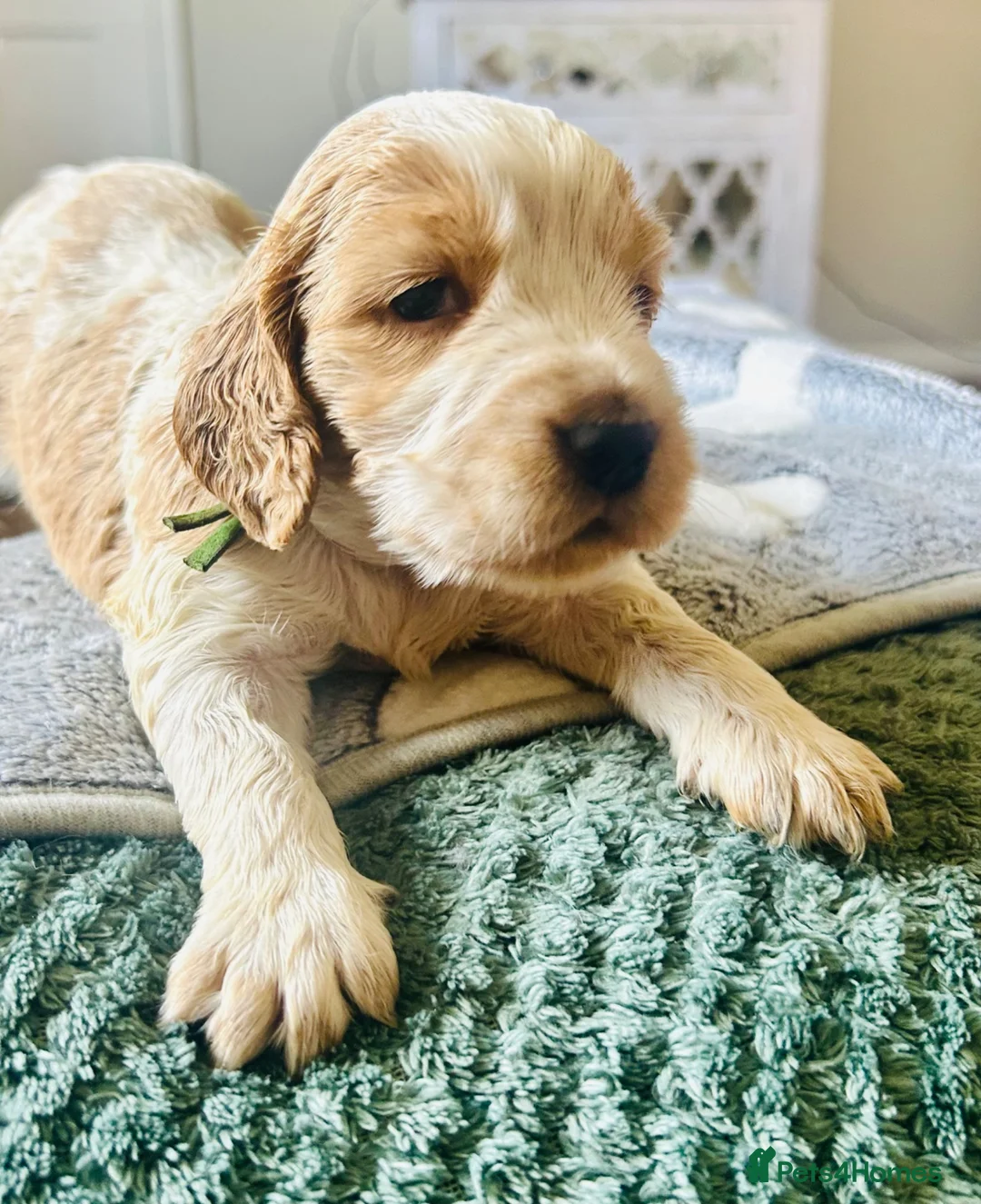 Cocker Spaniel dogs for sale: Stunning Cocker Spaniels  - Advert 1