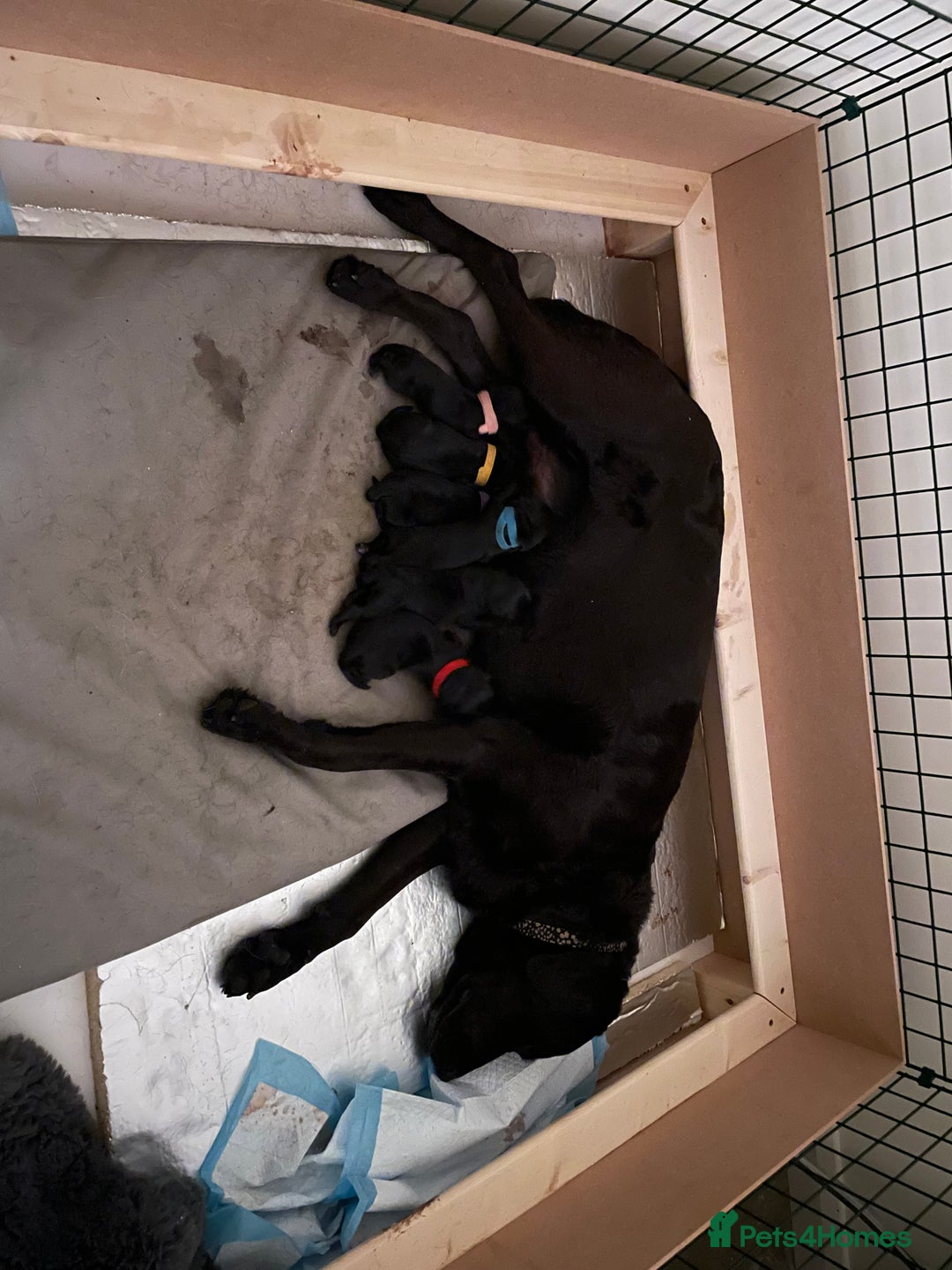 Labradoodle dogs for sale: Labrador x labradoodle Puppies - Image 3