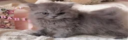 British Longhair cats for sale: Lovely Blue British Longhair girl - Registered - Advert 3