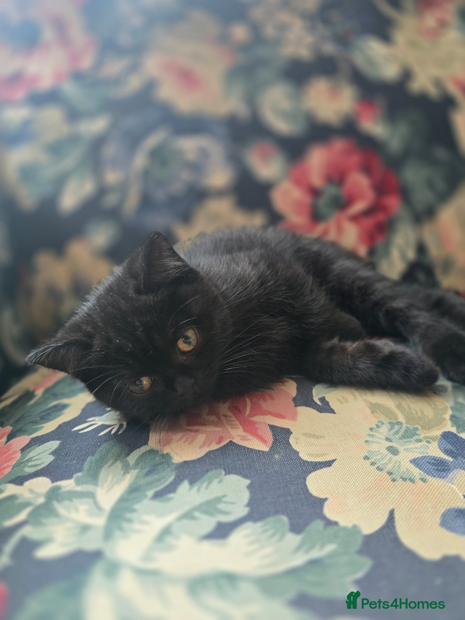British Shorthair cats Last cute boy looking forever home 🏡 😍  - Advert 10