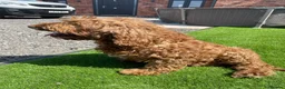 Cockapoo dogs for sale: beautiful cockapoo dog - Advert 2