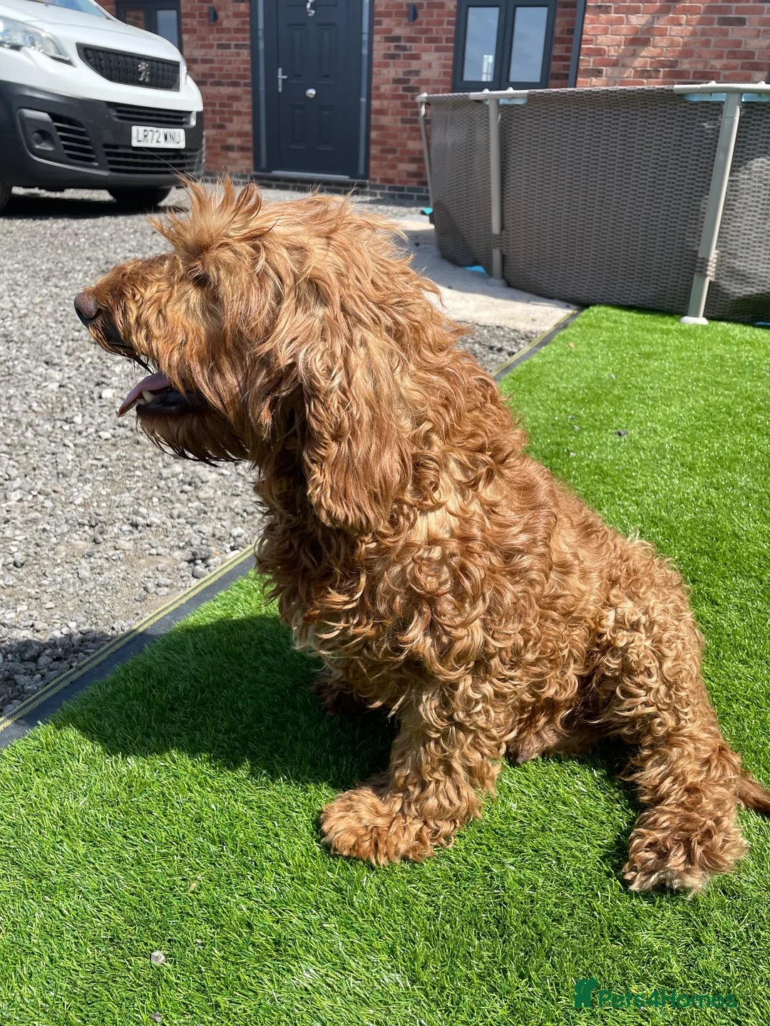Cockapoo dogs for sale: beautiful cockapoo dog - Advert 2