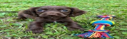 Cocker Spaniel dogs for sale: Exceptional cocker spaniels - Advert 8