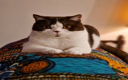 British Shorthair cats for sale: Stunning pastel calico BSH fully vaccinated - Image 10