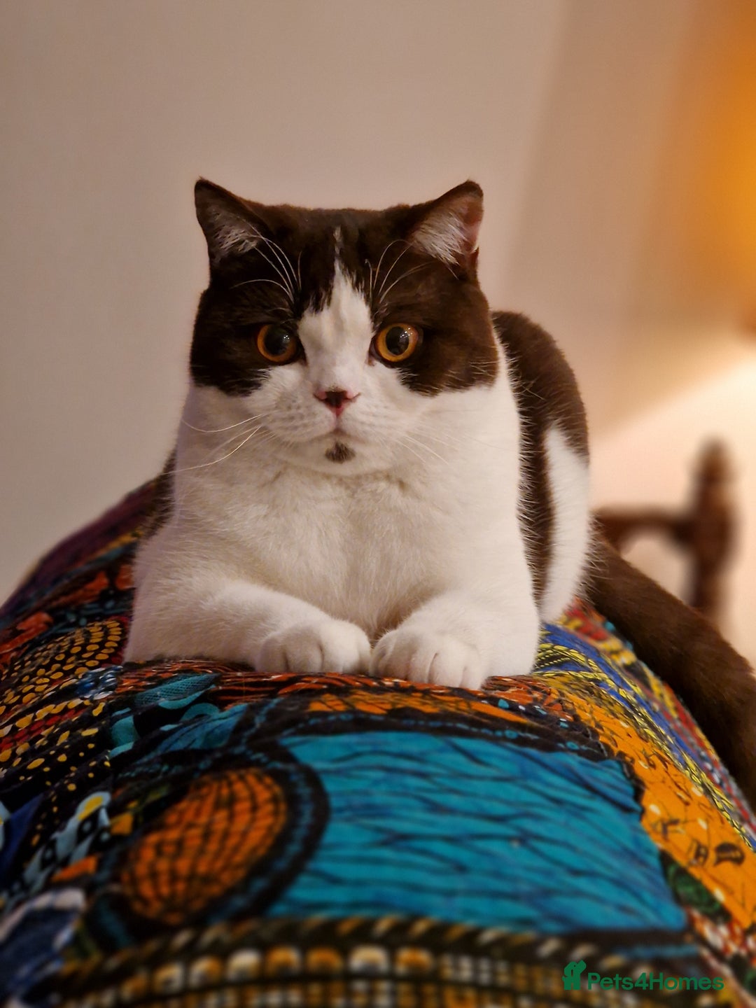British Shorthair cats for sale: Stunning pastel calico BSH fully vaccinated - Image 10