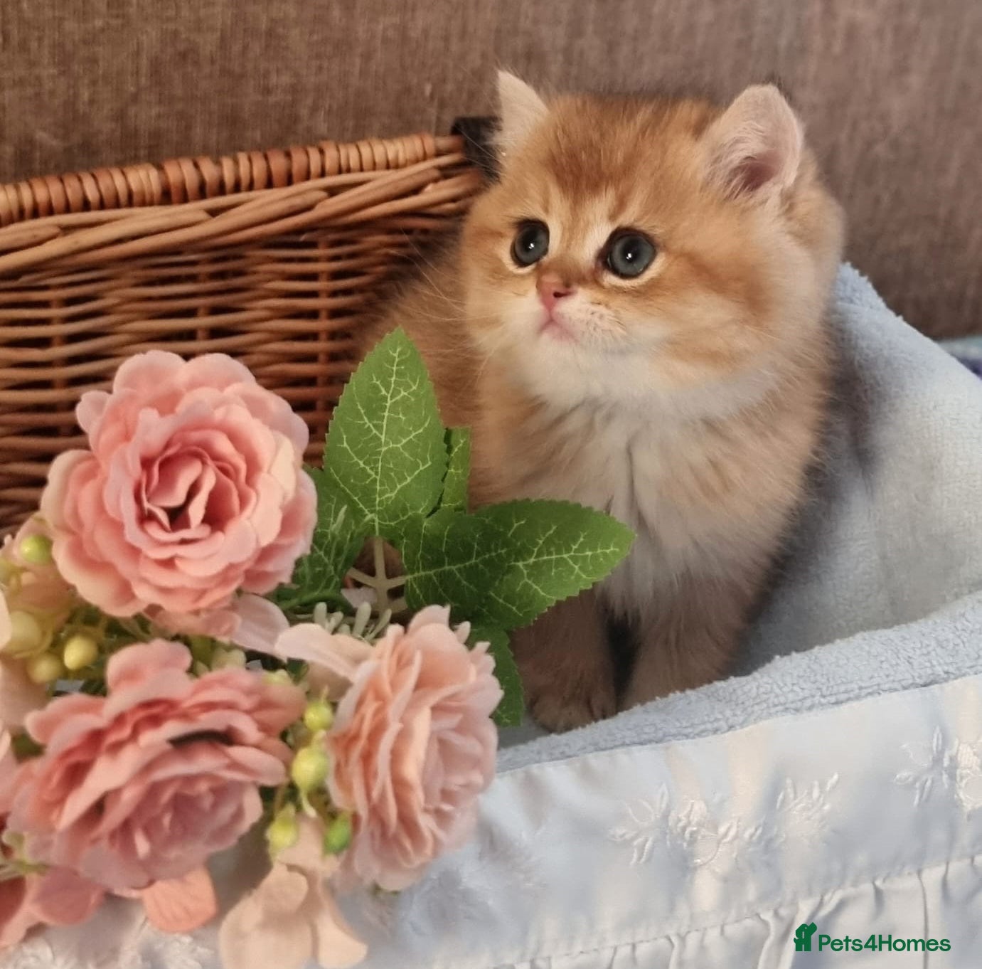 British Shorthair cats 🧡 GOLDEN & GOLDEN BLUE BSH KITTENS 🧡  - Advert 1