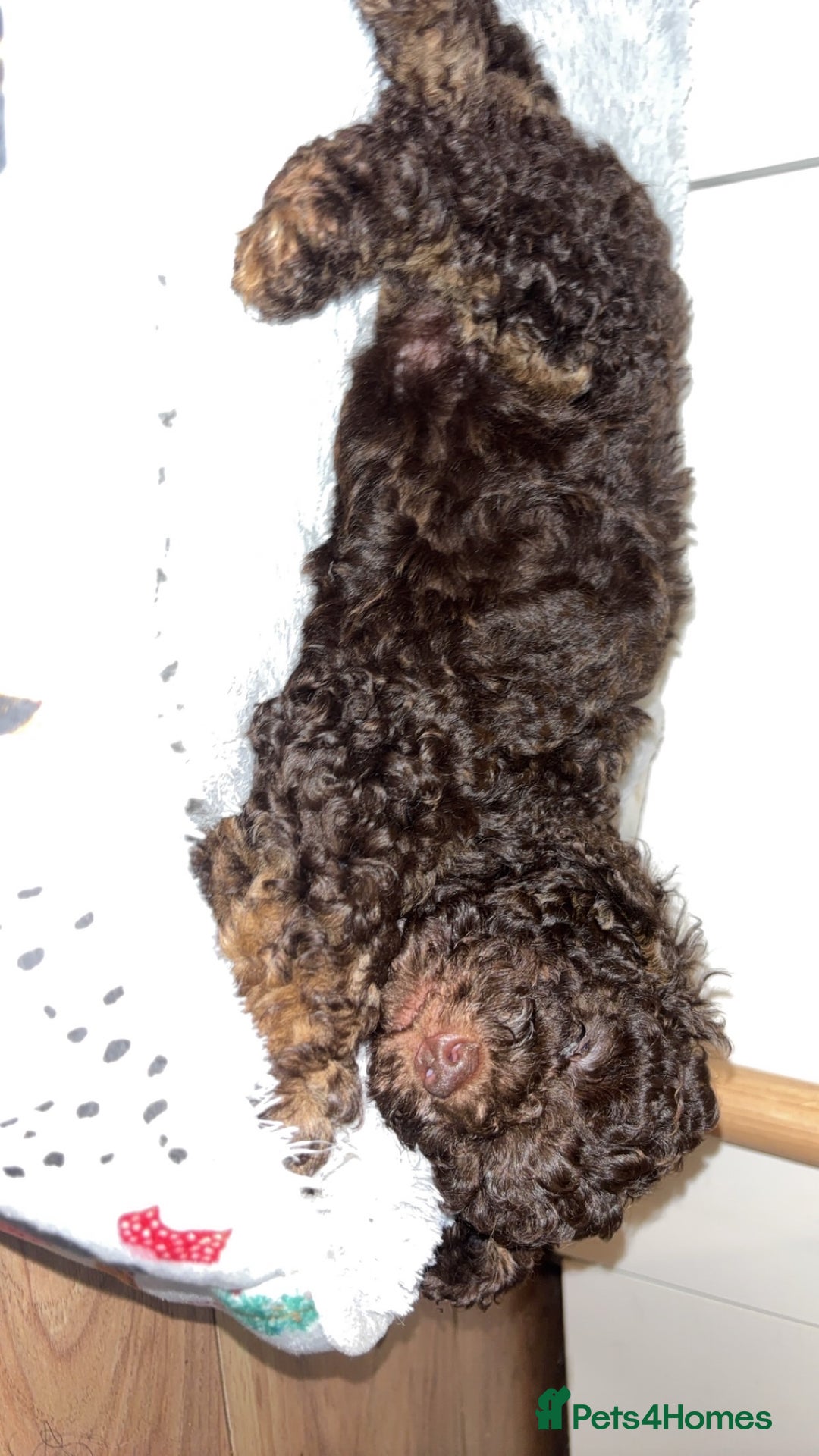 Cockapoo dogs for sale: Beautiful F2B Toy Cockapoo Puppies - Advert 23