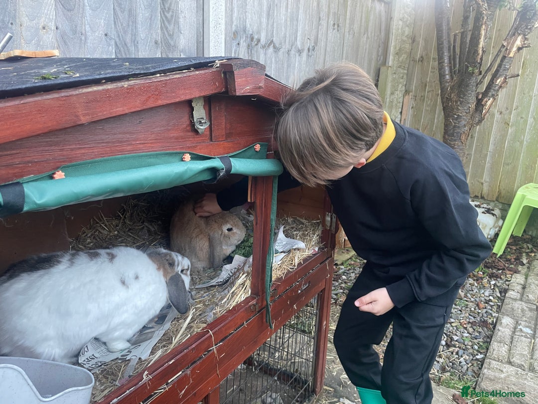 Mini Lop rabbits for sale: 2 x bonded mini male lops - Image 9