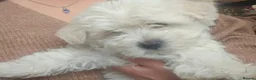 Bichon Frise dogs for sale: Beautiful Bichon Frisé Puppies – 2 Months Old ❤️  in Uttoxeter - Advert 13
