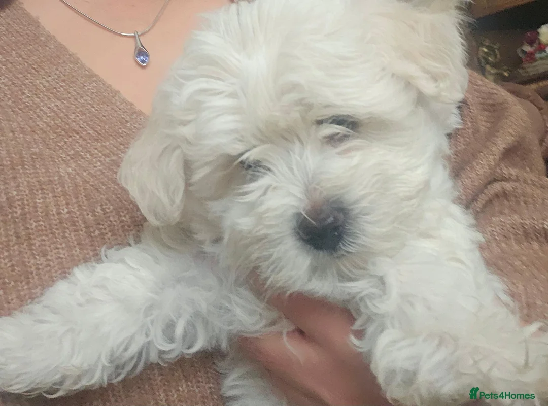 Bichon Frise dogs for sale: Beautiful Bichon Frisé Puppies – 2 Months Old ❤️  in Uttoxeter - Advert 13