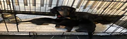 Miniature Dachshund dogs for sale: Miniature Dachshund Puppies in Houghton le Spring - Advert 6