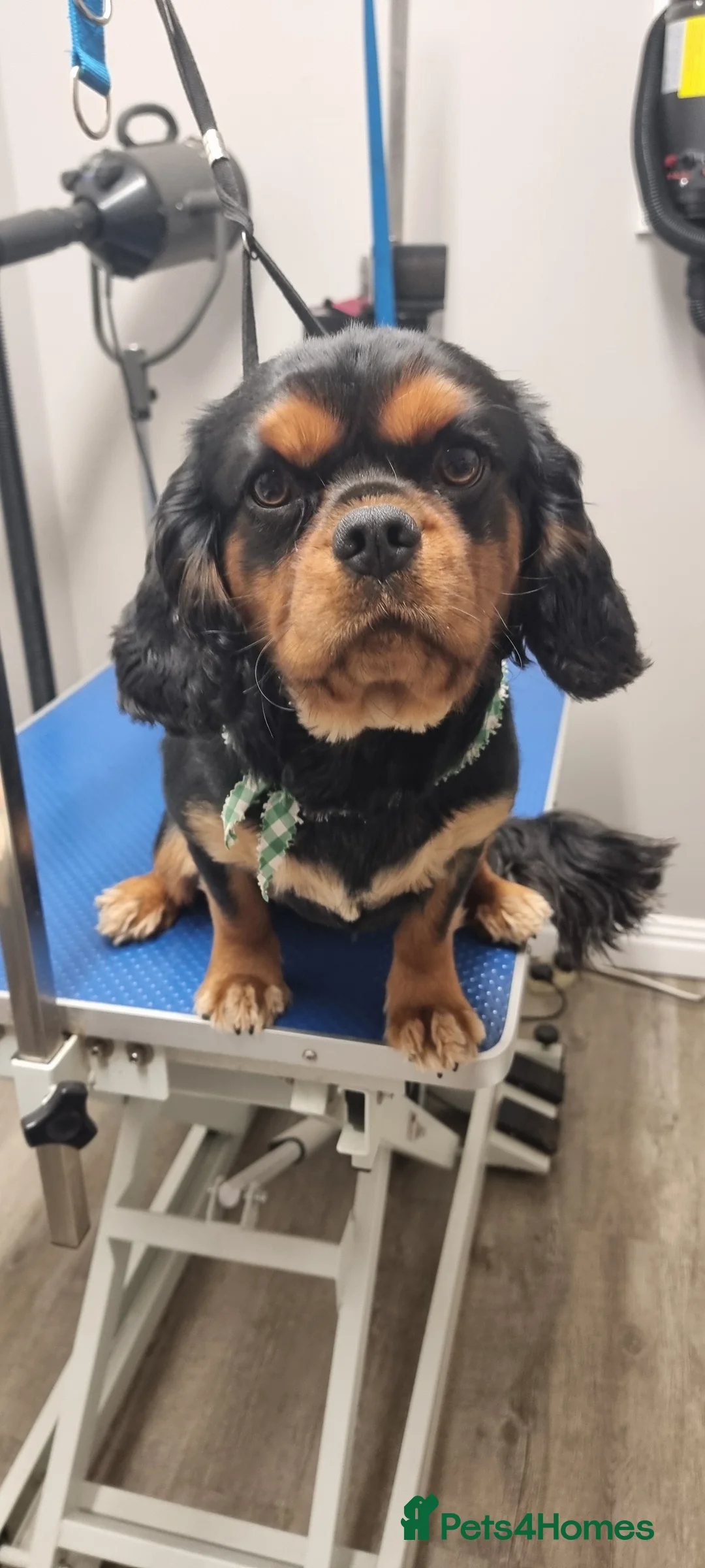 Cavalier King Charles Spaniel dogs for stud: Stud only in Doncaster - Advert 3