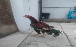 Chickens poultry for sale: Aseel male chicken and female  - Image 1