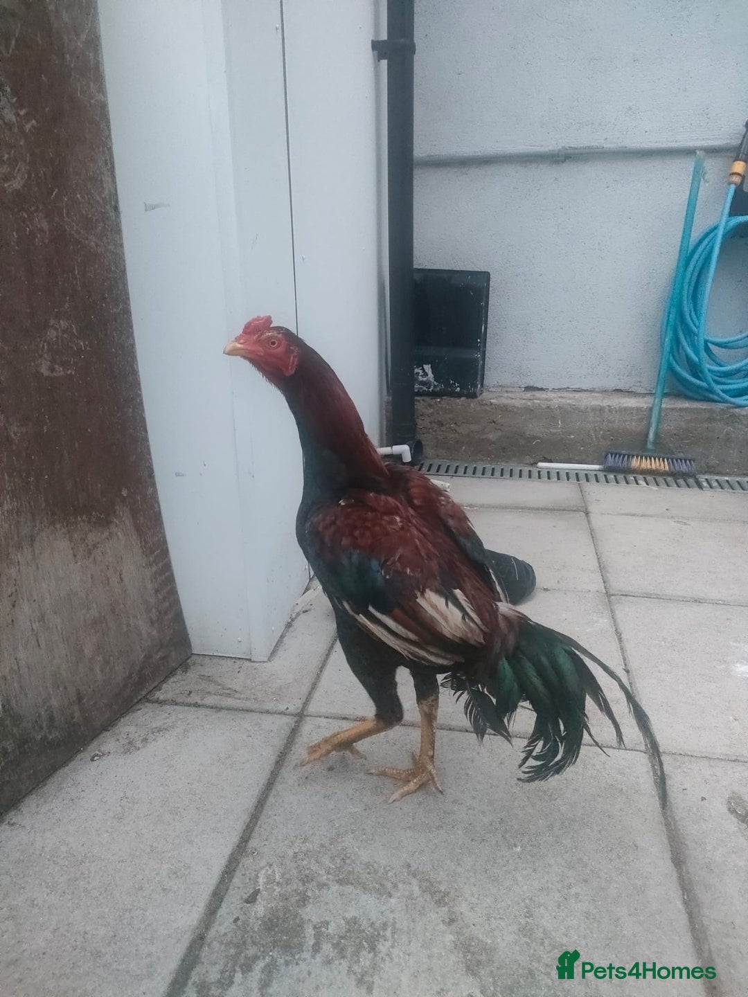 Chickens poultry for sale: Aseel male chicken and female  - Image 1