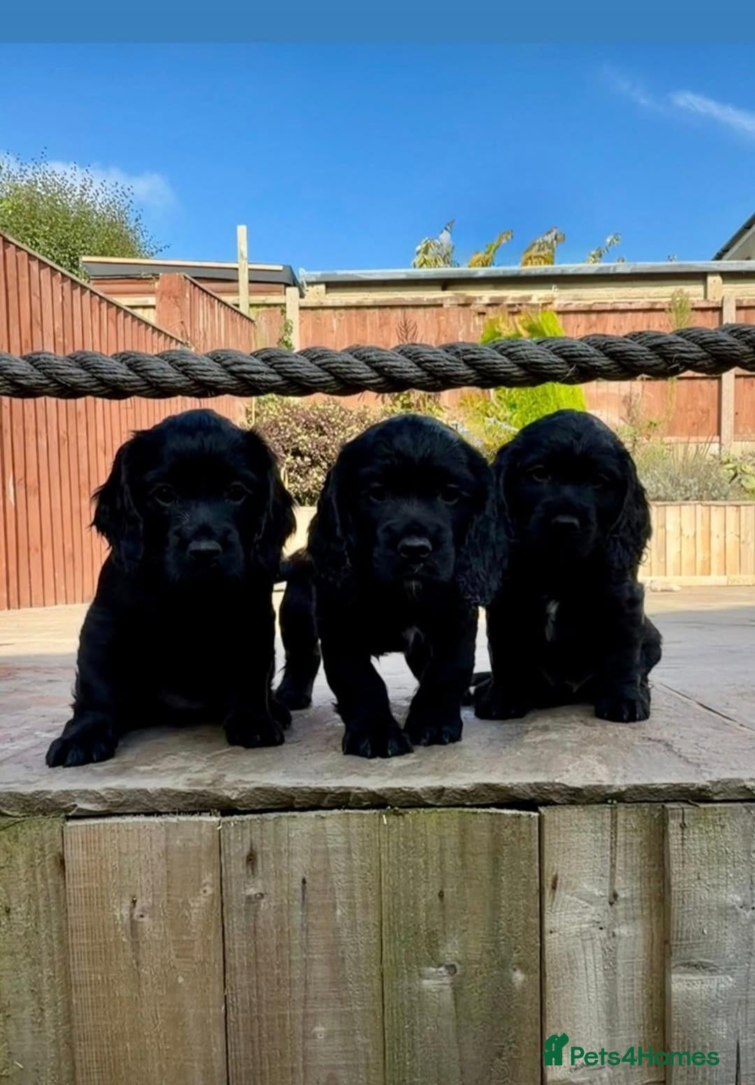 Cocker Spaniel dogs KC REG WORKING COCKER SPANIEL PUPPIES - Advert 16