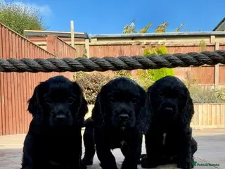 Cocker Spaniel dogs KC REG WORKING COCKER SPANIEL PUPPIES - Advert 1