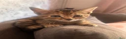 Mixed Breed cats for sale: Mixed main coone kittens  - Advert 9