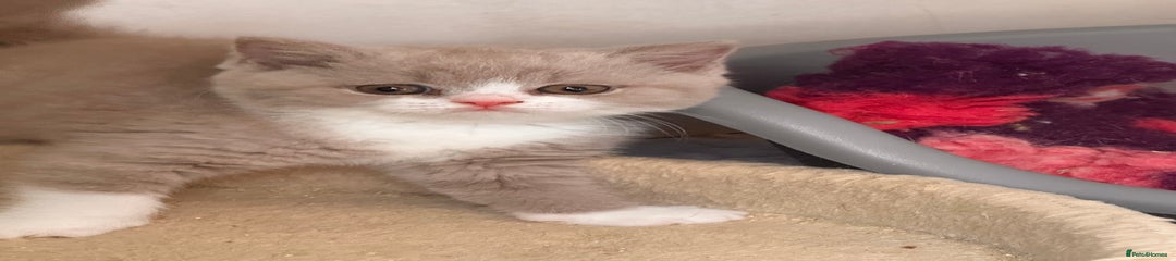 British Shorthair Kitten 1