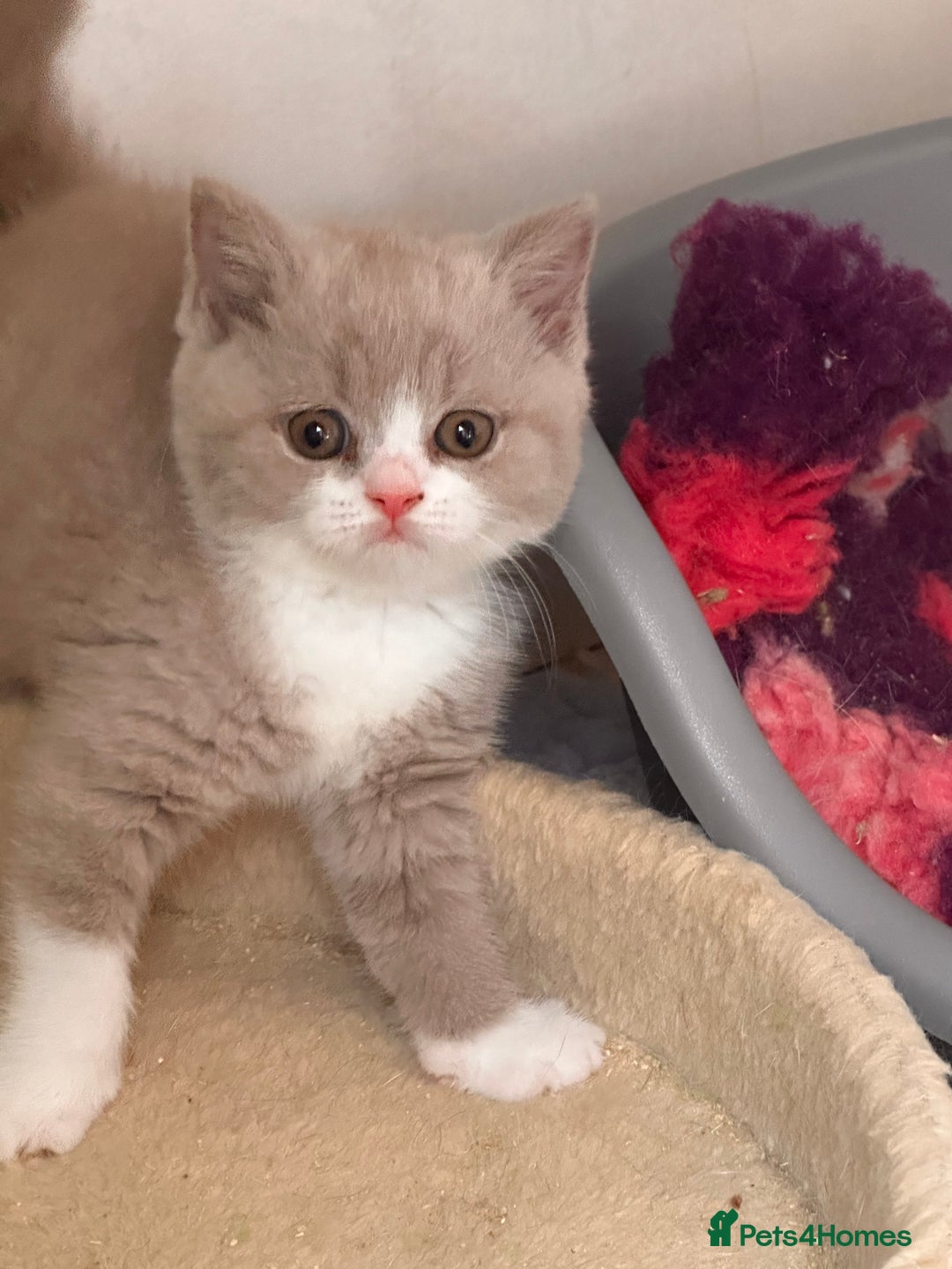 British Shorthair cats for sale: Champion Parents - Bi Colour  British Shorthair  - Image 2
