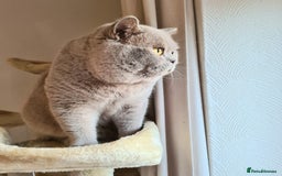 British Shorthair cats for stud: Lilac BSH stud duties GLOUCESTERSHIRE in Cheltenham - Image 2