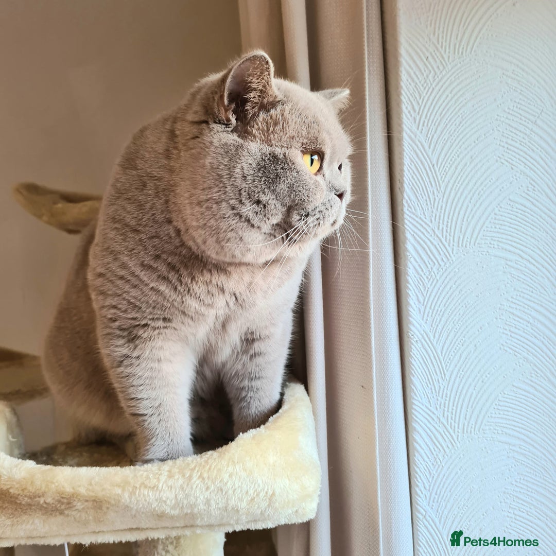 British Shorthair cats for stud: Lilac BSH stud duties GLOUCESTERSHIRE in Cheltenham - Image 2
