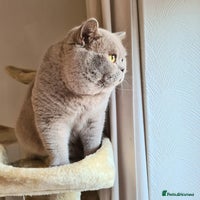 British Shorthair cats LILAC BSH and BLUE BSH STUDS AVAILABLE in Cheltenham - Advert 2