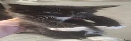 Mixed Breed cats for sale: Maine coon cross kittens  - Advert 11