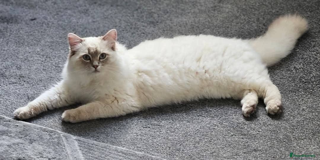 Ragdoll cats for sale: Beautiful Gccf registered ragdolls. - Image 3
