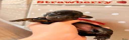 Miniature Dachshund dogs for sale: Beautiful pedigree miniature dachshund  - Advert 6