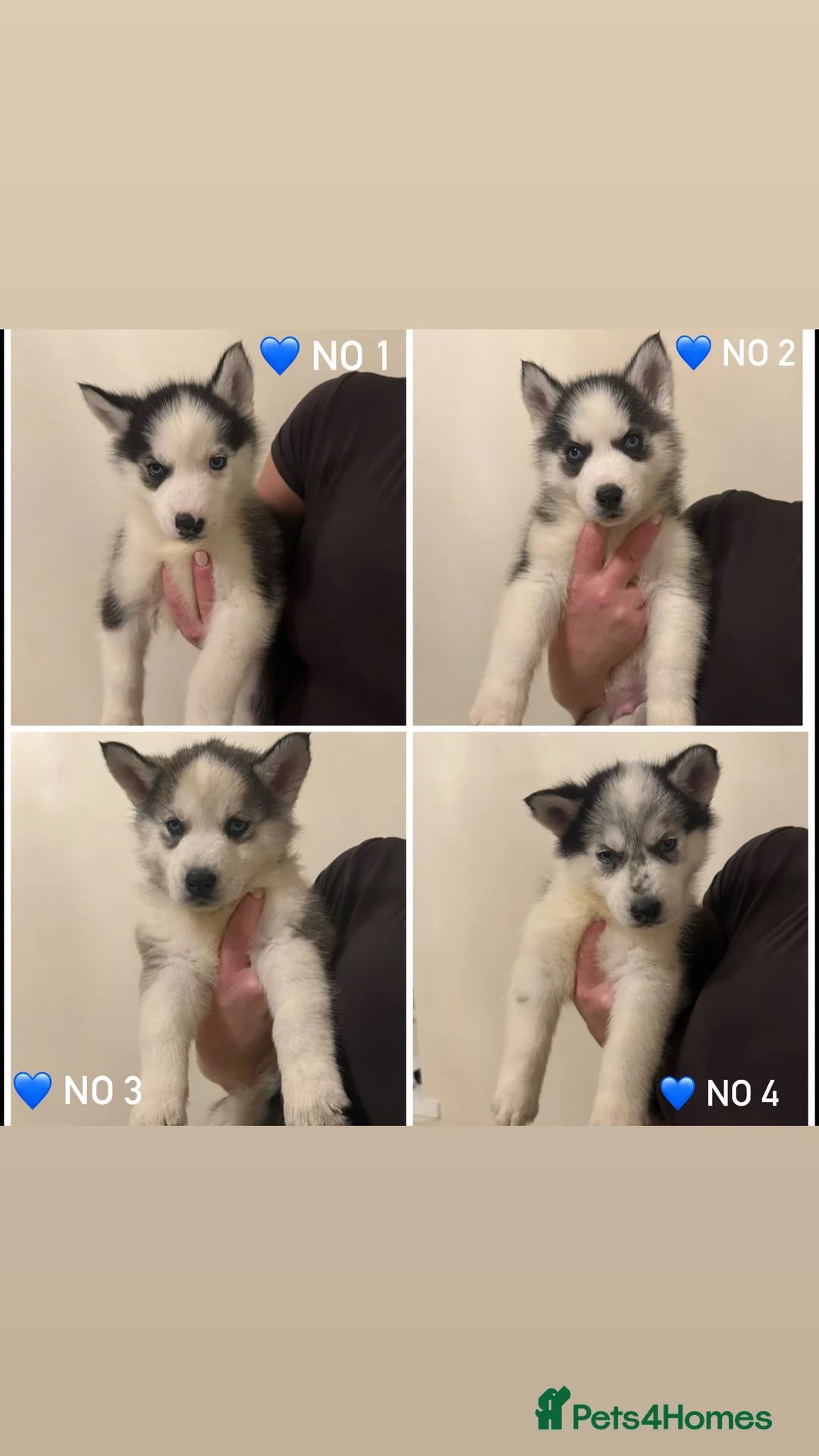 Siberian Husky dogs for sale: 3 Stunning Siberian Husky boys with blue eyes 😍 - Advert 10