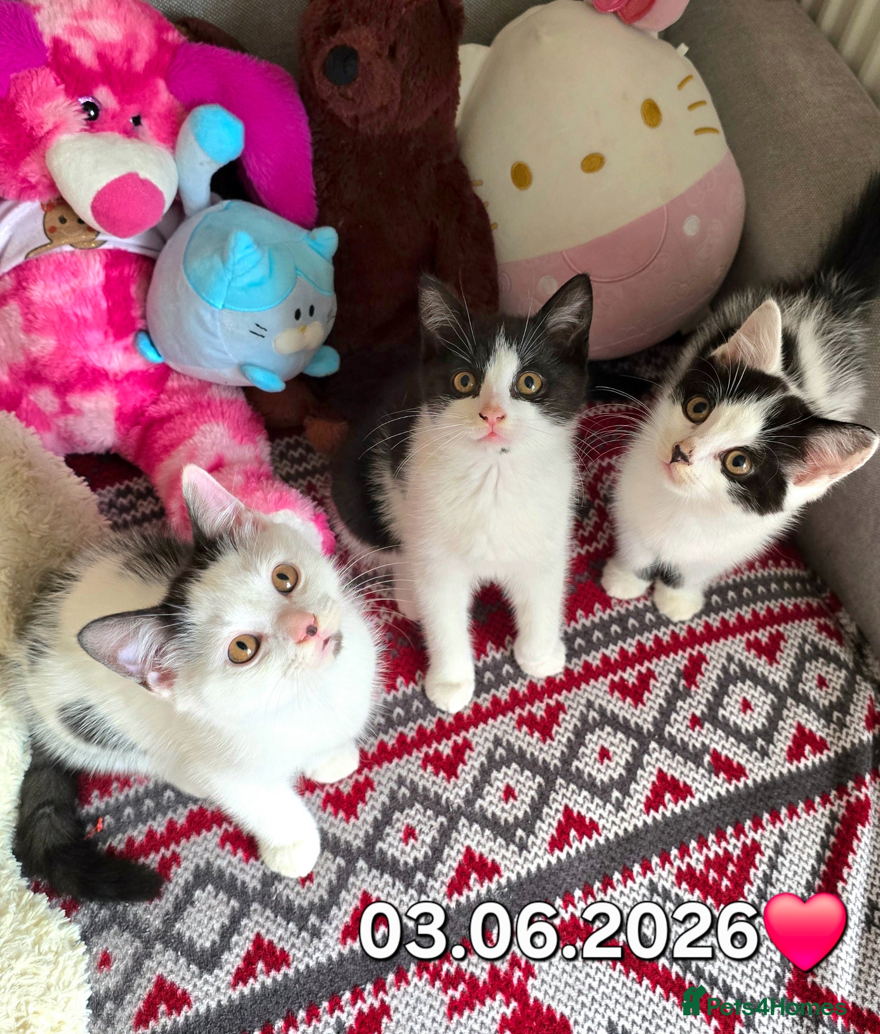 Mixed Breed cats for sale: British shorthair cross Kittens  - Advert 1