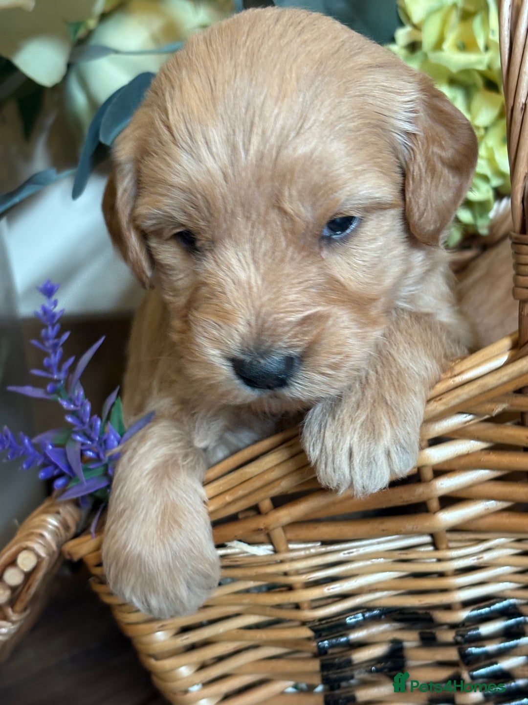 Mini Goldendoodle dogs for sale: Health tested Minature dark red/golden doodles  - Image 12