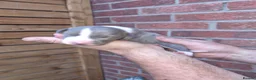 Mixed Breed dogs for sale: Bedlington Whippets in Abergavenny - Advert 21