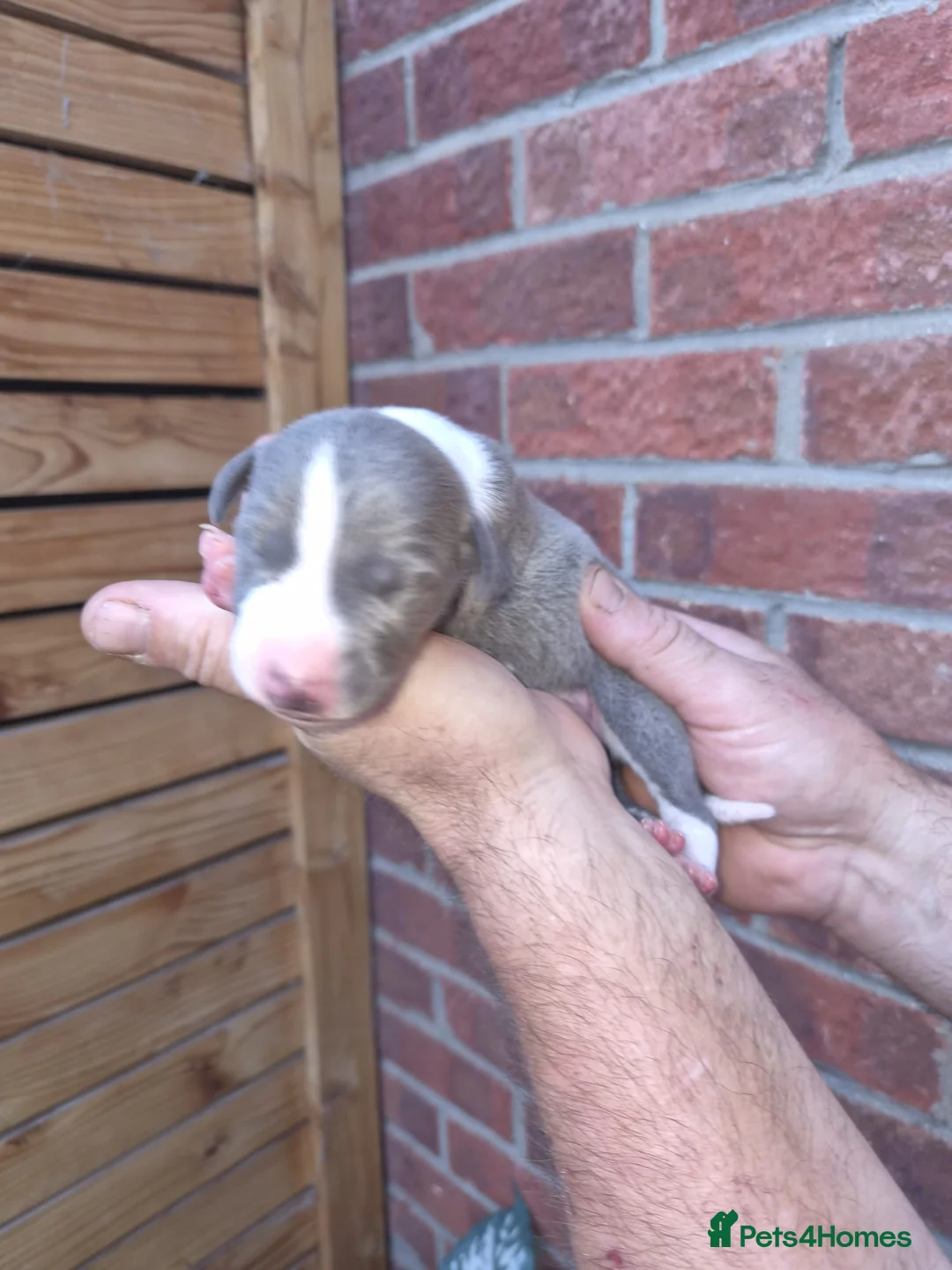 Mixed Breed dogs for sale: Bedlington Whippets in Abergavenny - Advert 21