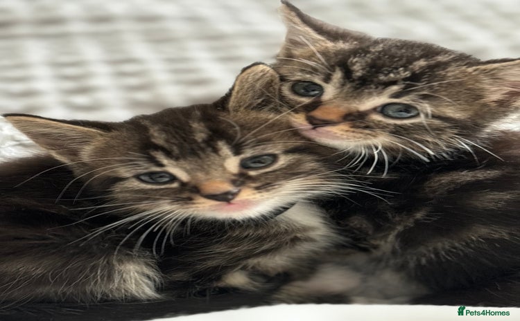 American Shorthair cats - Advert 4