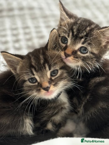 American Shorthair cats - Advert 16