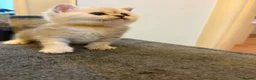 British Shorthair cats for sale: British shorthair kittens, breeded - Advert 14