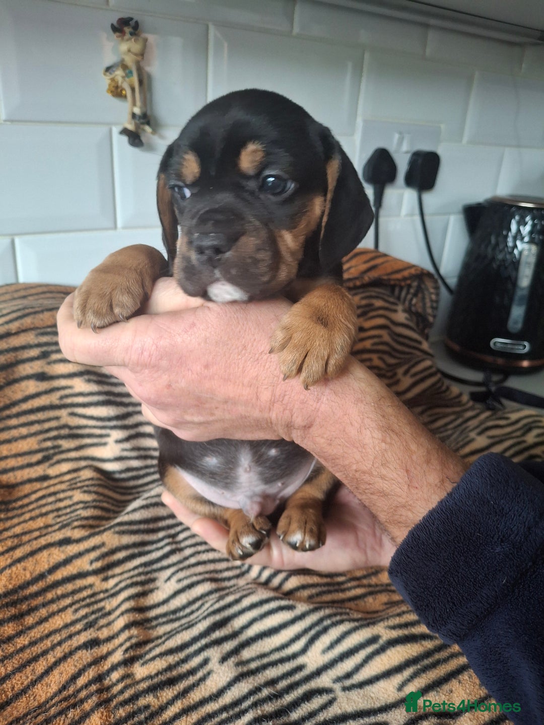 Mixed Breed dogs for sale: French bulldog X Beagle. - Advert 2