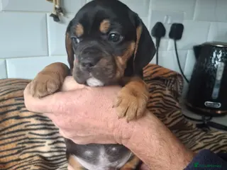 Mixed Breed dogs French bulldog X Beagle. - Advert 15