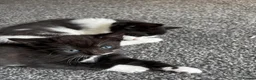 Mixed Breed cats for sale: 4 beautiful kittens, ready today, amazing mix  - Advert 34