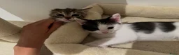 Mixed Breed cats for sale: Two Adorable Young Cats – Loving Home 🐾 - Advert 7